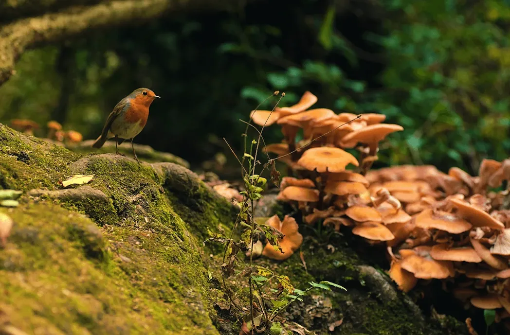 Ways Beak Tech systems are used