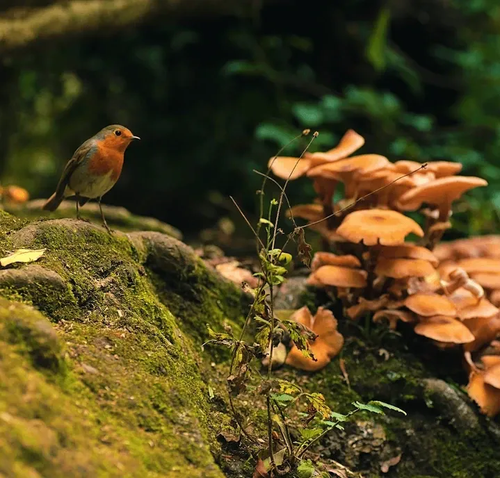 Robin perched on a branch in natural habitat