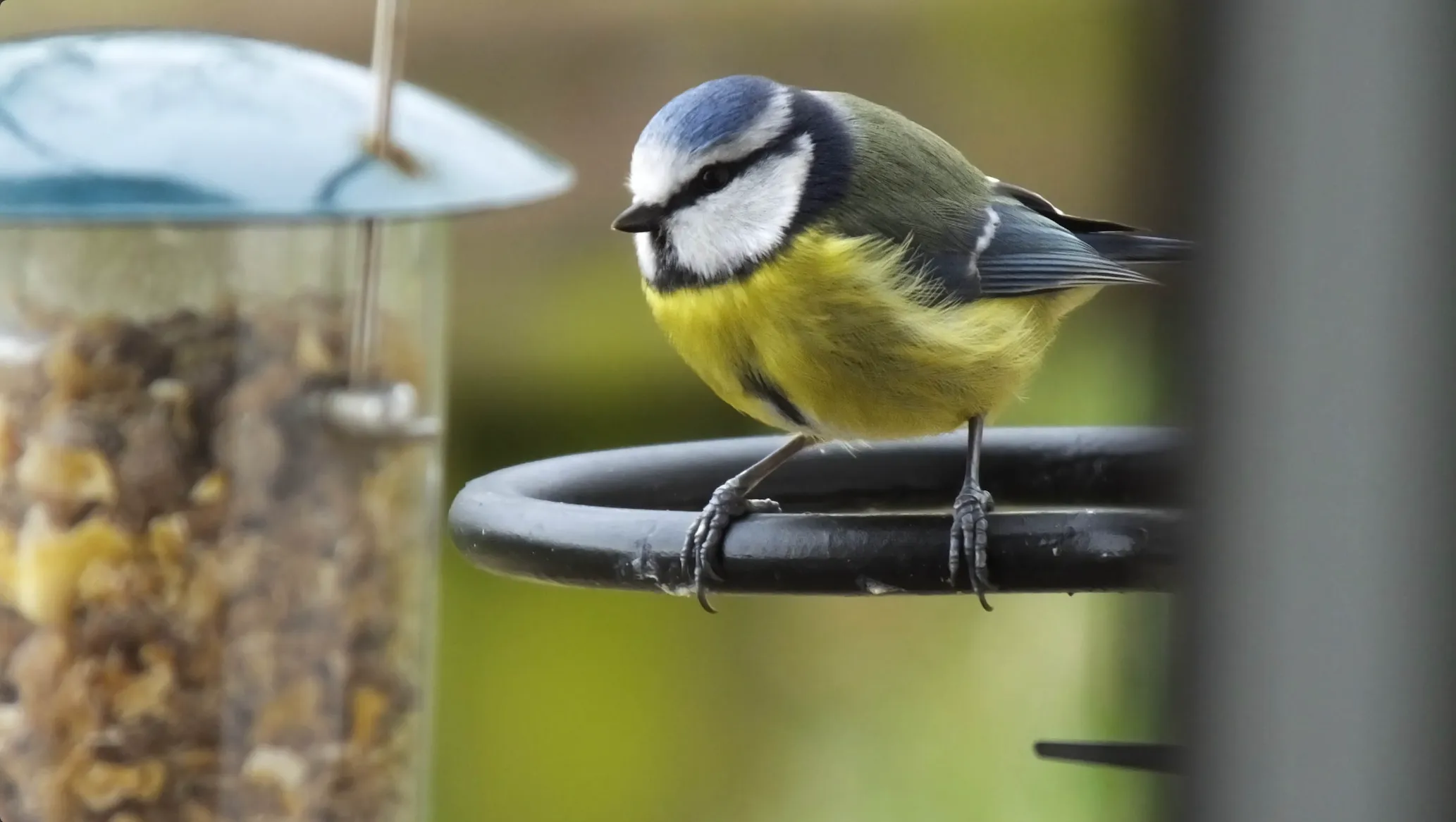 A garden bird feeder hung in a tree, with birds gathering to feed