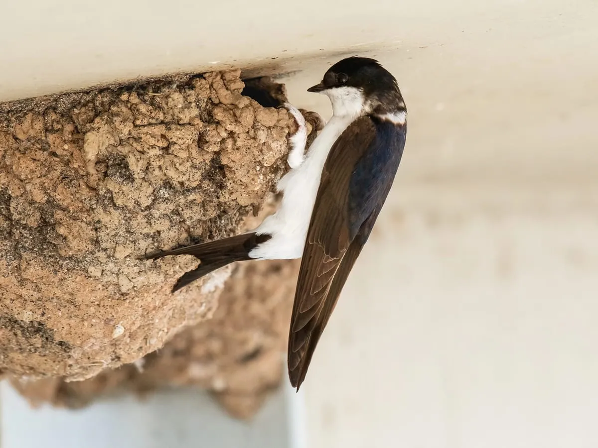A house martin clinging to the edge of its mud nest under the eaves, showing its dark blue back and white underside.