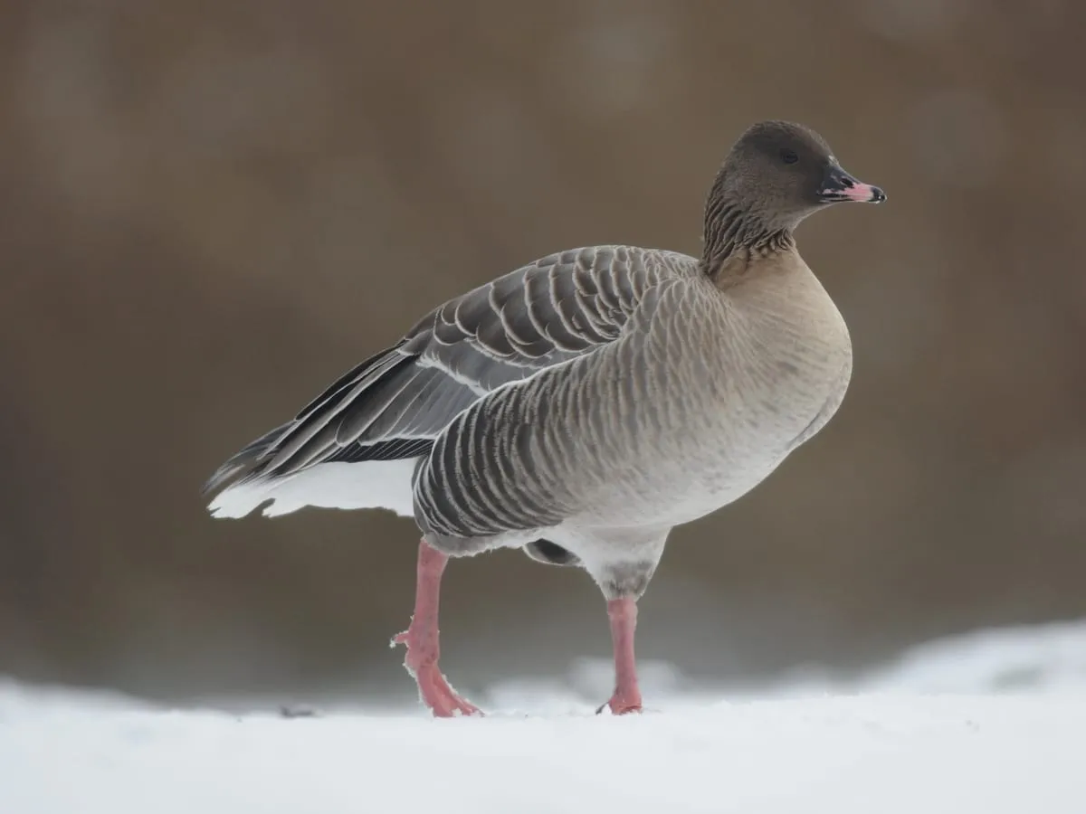 A pink-footed goose walking across snow, with its small pink-banded bill, dark brown head and pink legs.