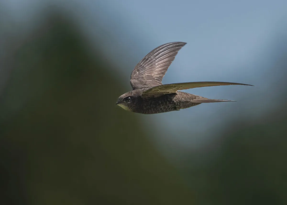 A swift in flight, its long pointed wings spread against a blurred blue and green background.