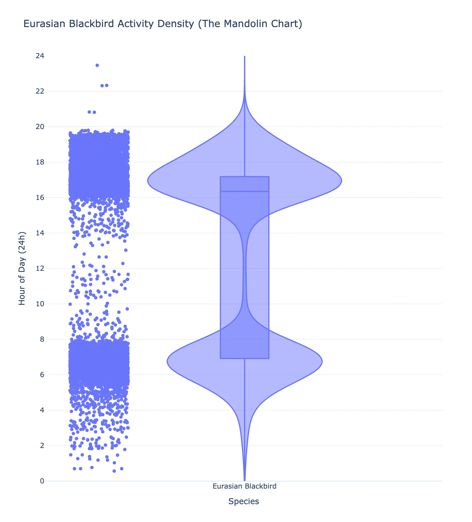 Eurasian Blackbird vocal activity at the urban site, strongly bimodal at dawn and dusk