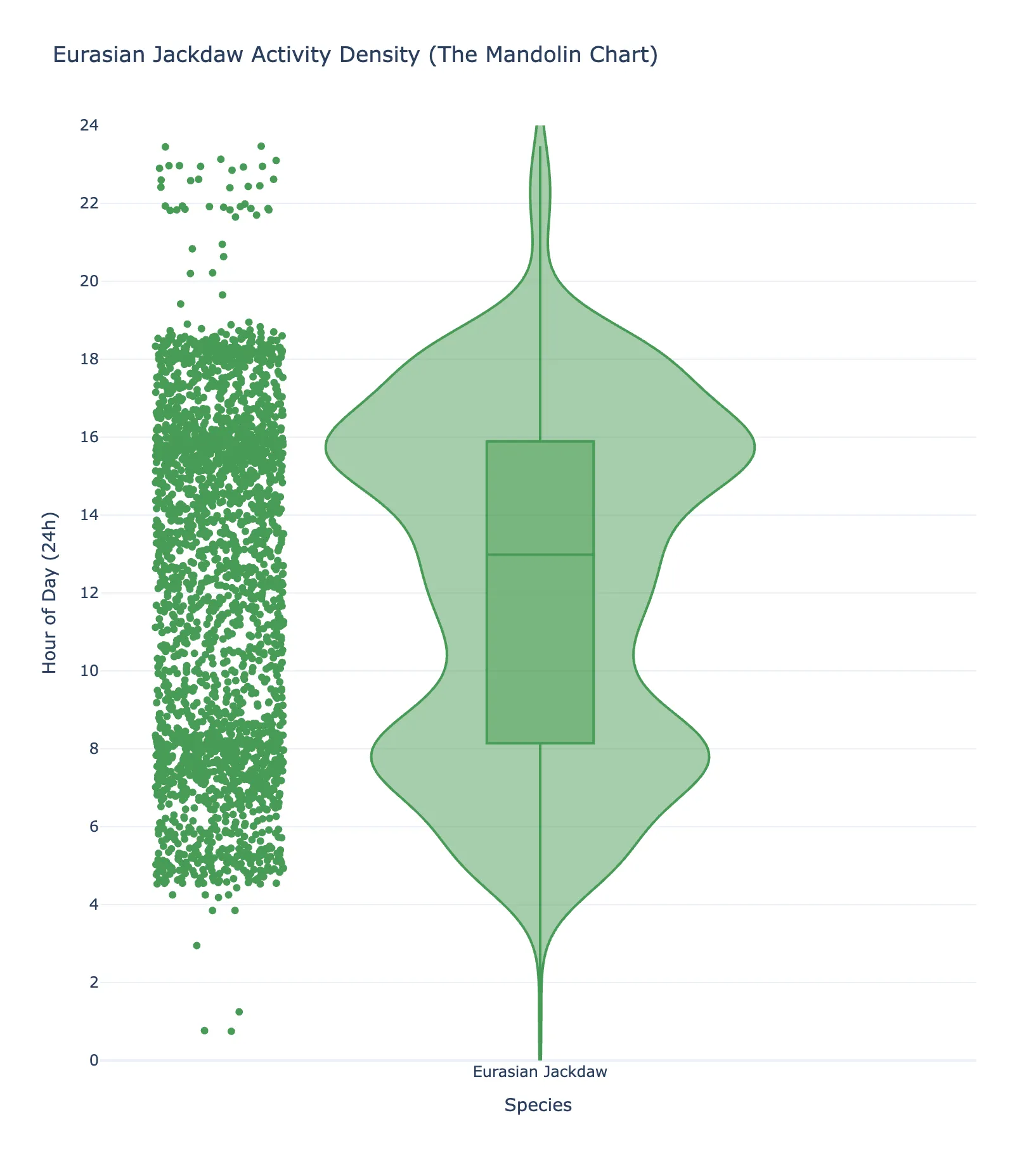 Eurasian Jackdaw vocal activity at the urban site, with an afternoon peak and a late-night tail