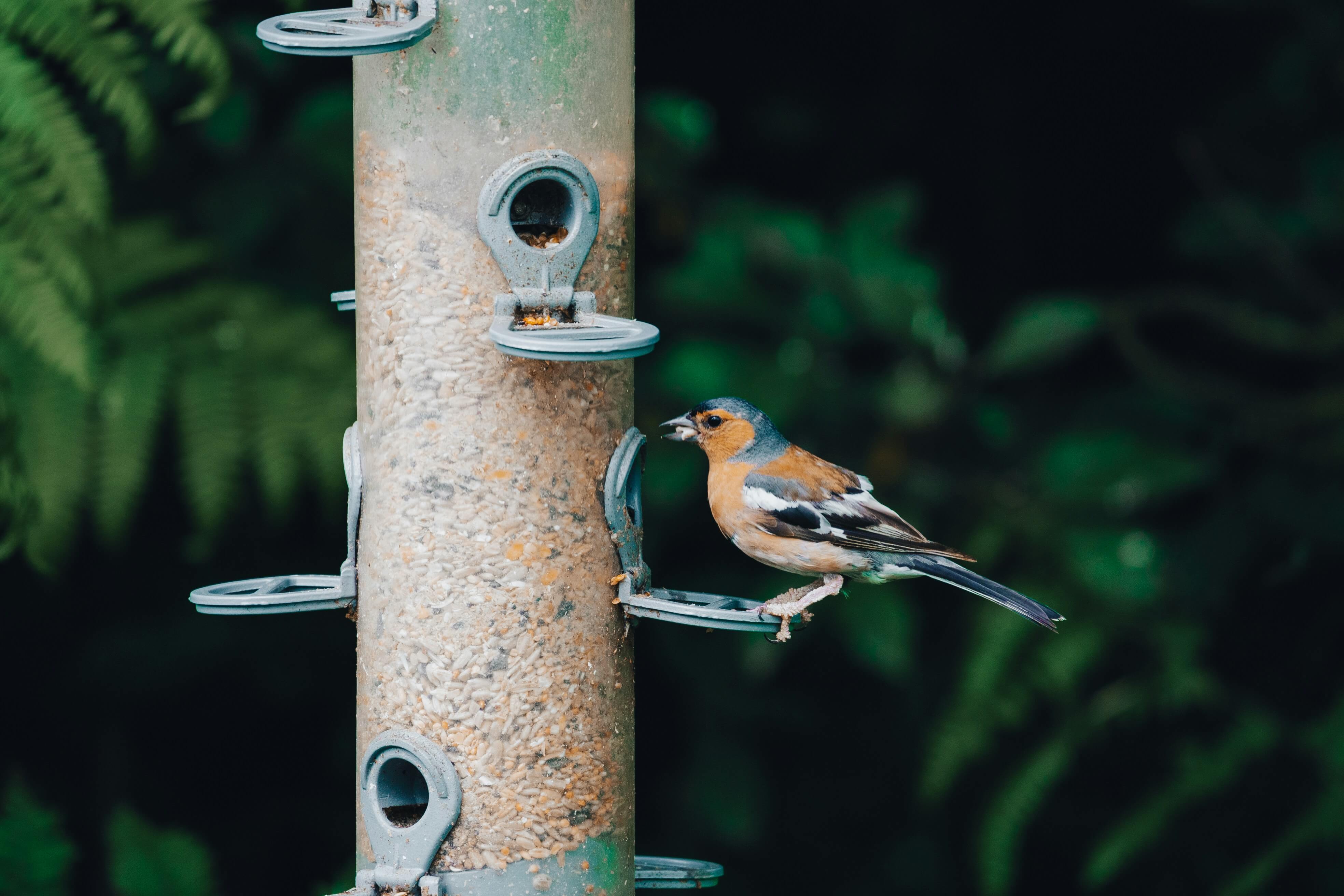 A garden bird feeder hung in a tree, with birds gathering to feed