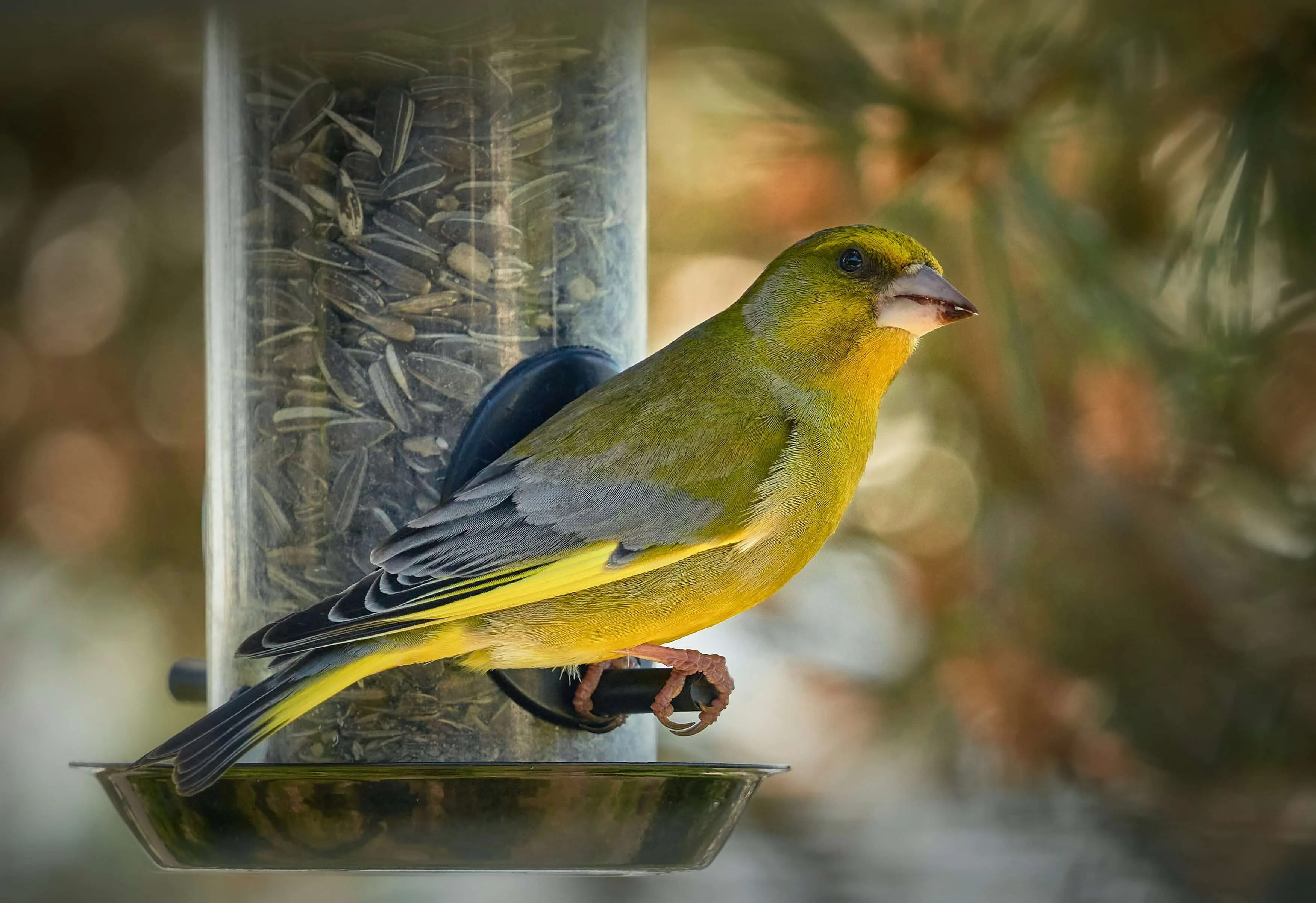 A European Greenfinch perched on a garden seed feeder - a species whose populations have declined sharply due to disease spread at feeders